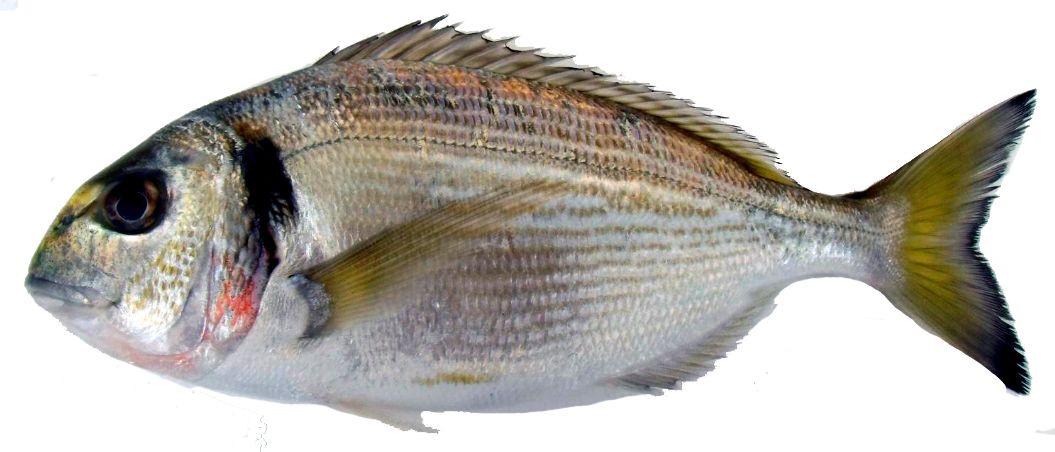 Sparus aurata_11.jpg